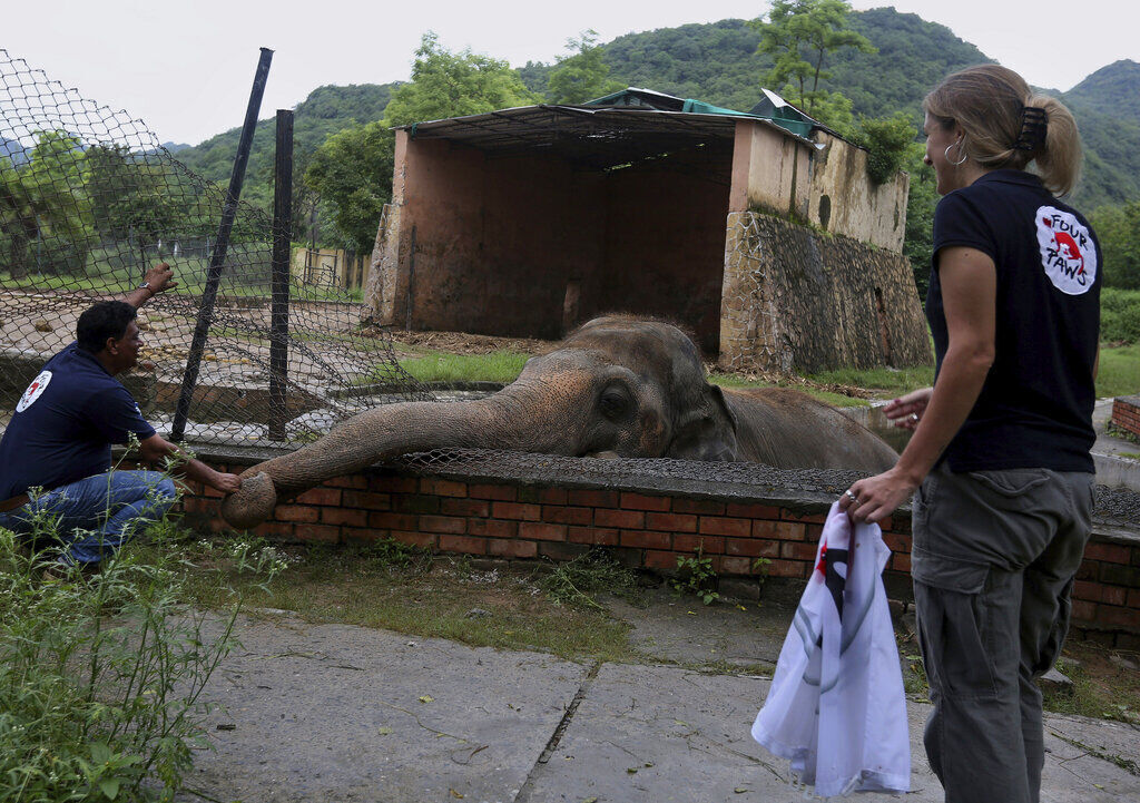 APTOPIX Pakistan Elephant